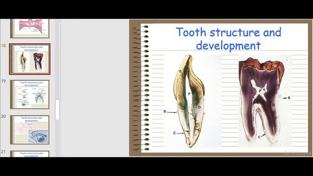 Tooth Structure And Development