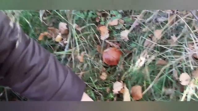 Сбор грибов в Ленобласти смотреть онлайн