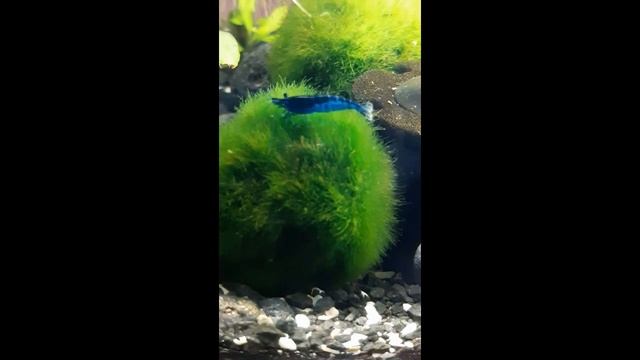 КРЕВЕТКА СИНЯЯ МЕЧТА Blue Dream, Neocaridina heteropoda var. Blue смотреть онлайн