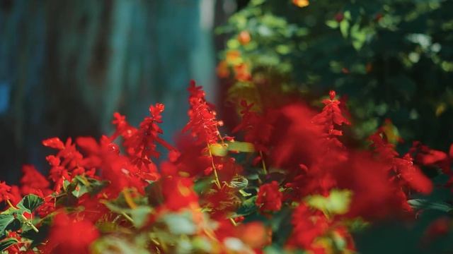 Batumi Botanical Garden | Green Paradise смотреть онлайн
