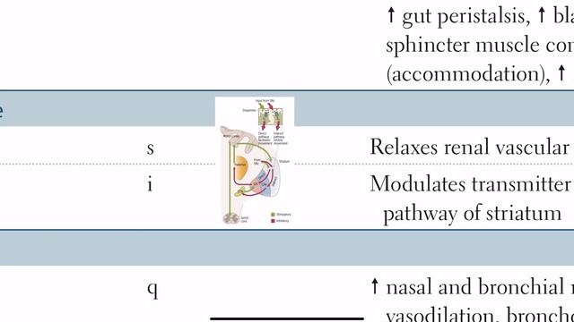 G-protein linked second messengers part 2 ||Cholinergic,Dopaminergic,Histamine,Vasopressin receptor смотреть онлайн