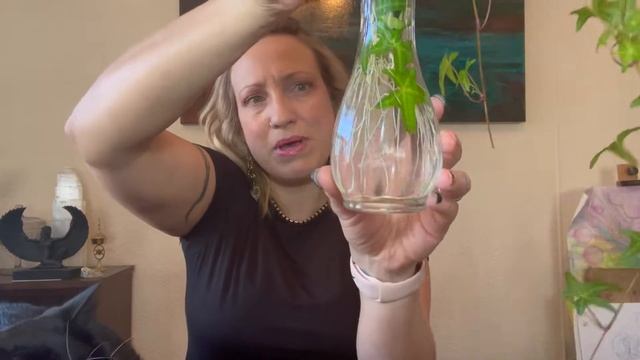 How to propagate Ivy Houseplants - Hedera Helix Sagittifolia Ivy смотреть онлайн