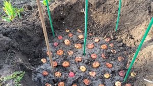 Посадка Гладиолусов