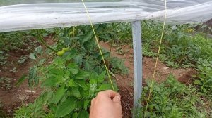 Теплица туннель (второй сезон) / Балаган / Caterpillar Tunnel