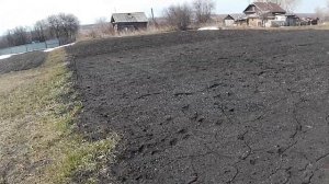 Первая весенняя подкормка чеснока аммиачной селитрой.