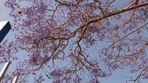 Жакаранда, фиалковое дерево. Родина жакаранды