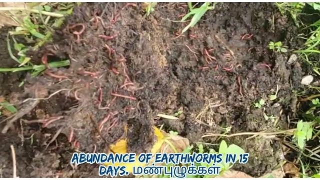 NUALGI introducing SOIL APPLICATION AND COW MANURE APPLICATIONS смотреть онлайн