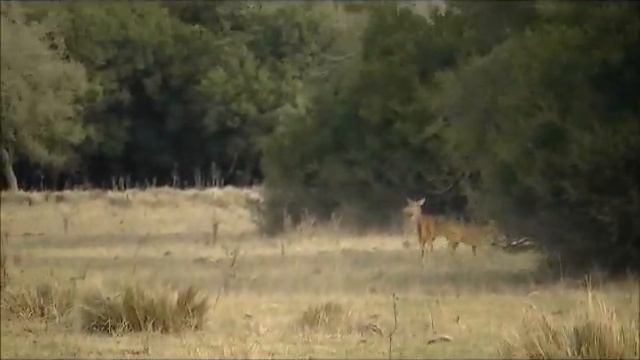 Argentina Axis Deer Hunt смотреть онлайн