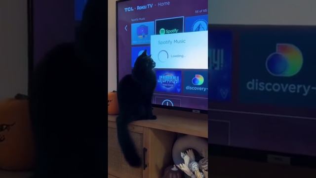 загрузка😁I Loading😁 #shorts #cats