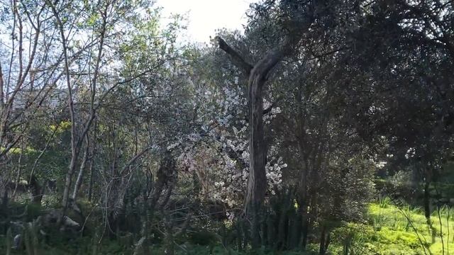 Saskia en Sergio in de AlgarveAMANDELBLOESEMFEEST смотреть онлайн