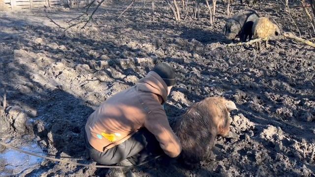 Паси и разделяй 🤔 пустили кабана по кругу смотреть онлайн