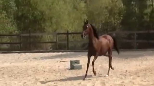 Arabian Mare BELIZA MMS смотреть онлайн
