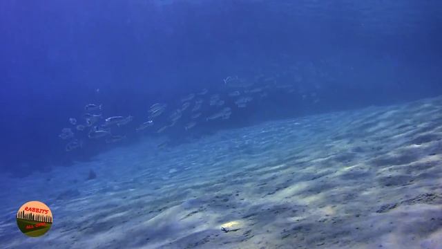 Teil 2 -Egypt - Rotes Meer - Unterwasser Flora und Fauna смотреть онлайн