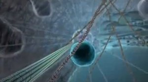 Внутренняя жизнь клетки