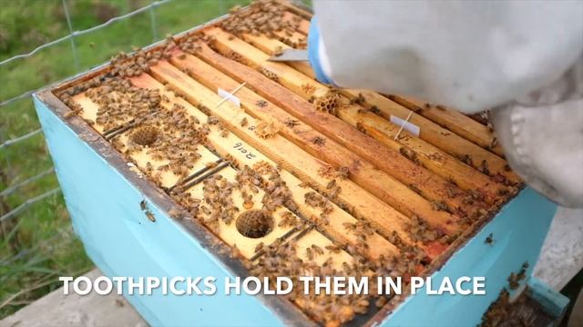 Apivar Application For Varroa Mite Control