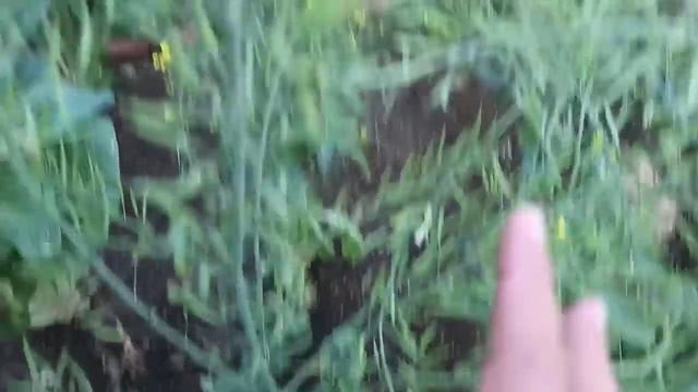 Dijamin KAGET!!, Bukan HOAX, Tiga Cara Cepat Olah Air Kelapa Pengalaman bli 10 Tahun!! смотреть онлайн