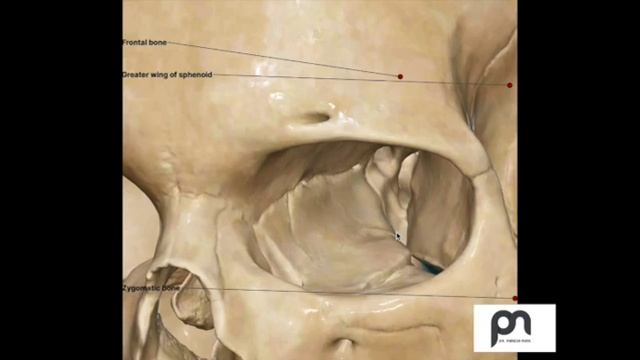 Simplified 3D anatomy of Inferior Orbital Fissure and its connection to Infratemporal Fossa (ITF) смотреть онлайн