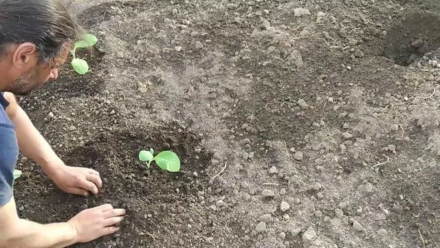 Висаджуємо розсаду тютюну на город у відкритий грунт. смотреть онлайн