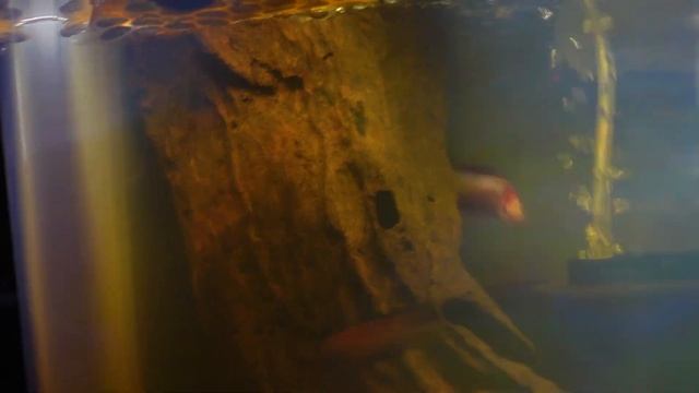 Betta Fish Spawning Tank Set Up | First Breeding Failure смотреть онлайн