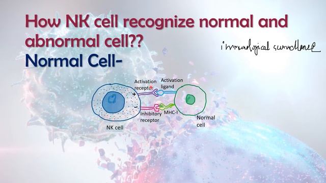 What Are Natural Killer Cells And What Is Their Role? | NK Cells | Cells Of Immune System