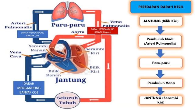 Peredaran Darah Besar dan Peredaran Darah Kecil смотреть онлайн