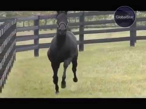 GLOBAL STAR TV P R O HORSE #24 РЫСАК смотреть онлайн