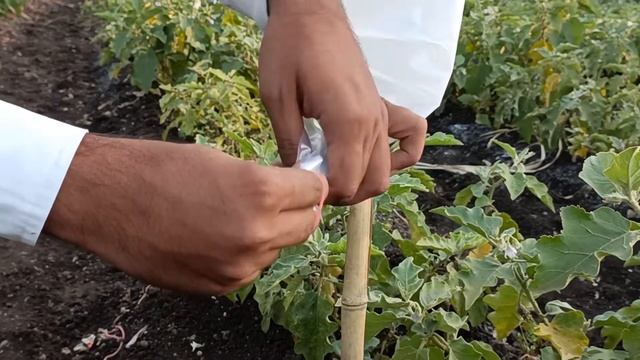 How To use Pheromone Trap In Brinjal | तना और फल छेदक इल्ली | Funnel trap with Brinjal Pheromone смотреть онлайн
