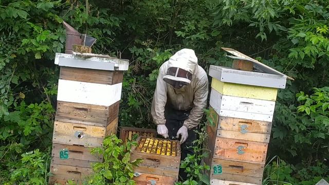 145 рамка: кількість бджоли у відводку на кінець ГВ 17.08.22 смотреть онлайн