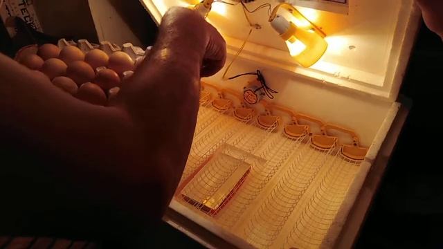 Инкубация номер 2. смотреть онлайн