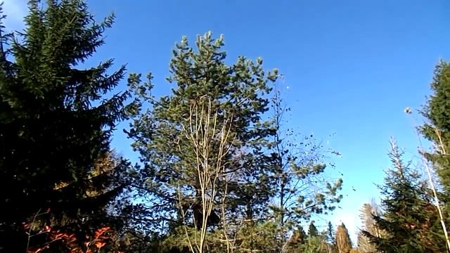 "Охотничек" за белками смотреть онлайн