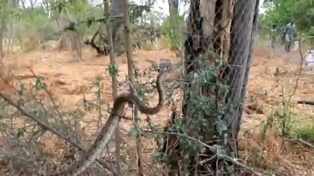 Rock Python climbing up a tree in Botswana смотреть онлайн