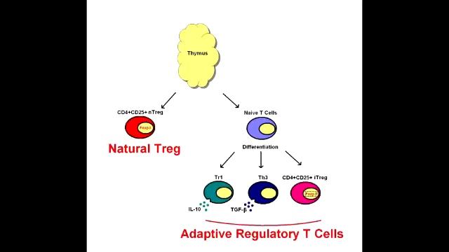 Regulatory T Cells aka Suppressor T Cells смотреть онлайн