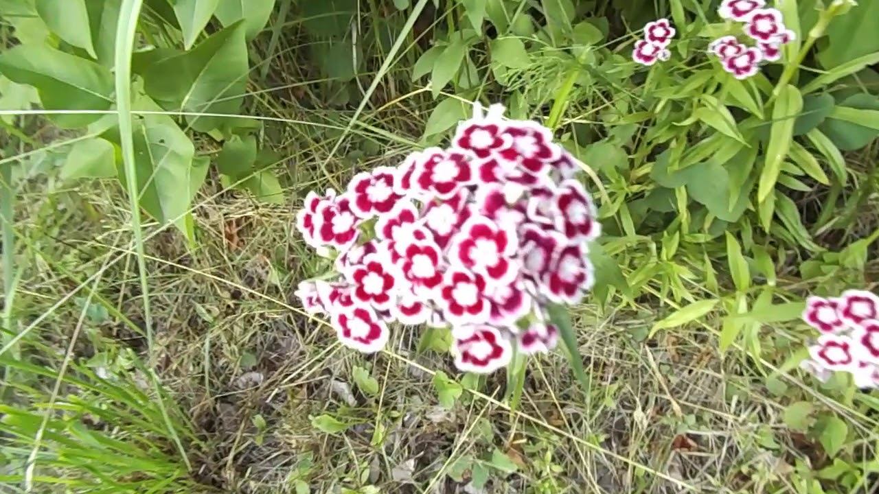#ЦВЕТЫ, #ШАТУРА, #КШ, #ПРИРОДА, 08,07,2020 1 смотреть онлайн