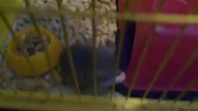 Наши новые питомцы тритон и крысска и рыбка петушок смотреть онлайн