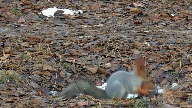 Природа животные смотреть онлайн