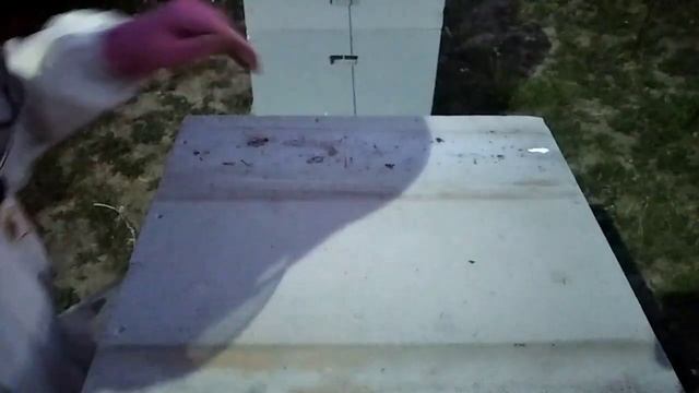 подсадка неплодных маток смотреть онлайн