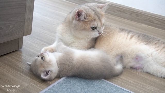 Mom cat's love for her mischievous kitten endures, encompassing both intense and gentle moments. смотреть онлайн