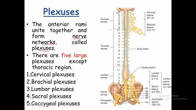 Spinal Nerves in Hindi | Spinal Nerves Branches | 5 Large Spinal Nerve Plexuses | Functions смотреть онлайн