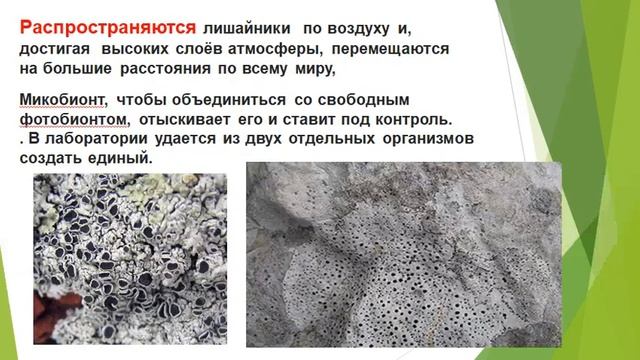 БОТАНИКА. Лишайники смотреть онлайн