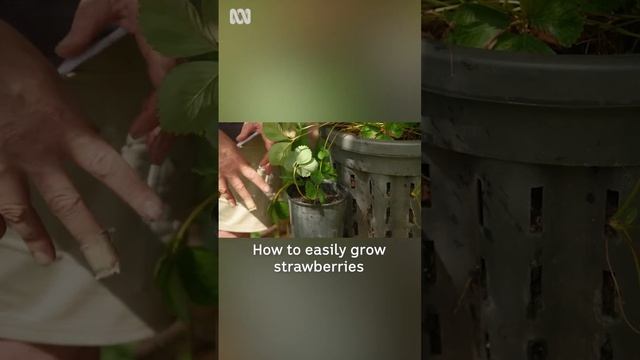 How to easily propagate strawberries | Gardening Australia смотреть онлайн