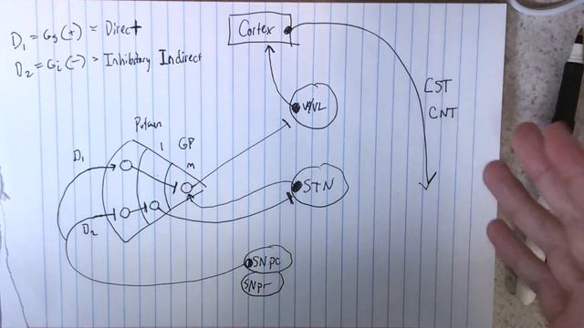 Dopaminergic Pathways (Direct and Indirect) - Simplified for USMLE/COMLEX смотреть онлайн