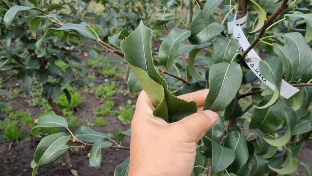 Груша Секуї .Азіатський осінній сорт. смотреть онлайн