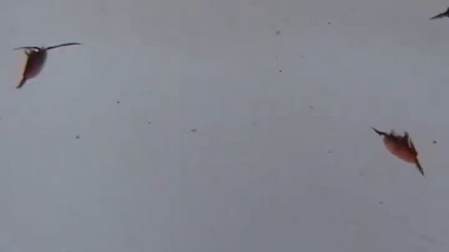 Cranbrook Copepods смотреть онлайн