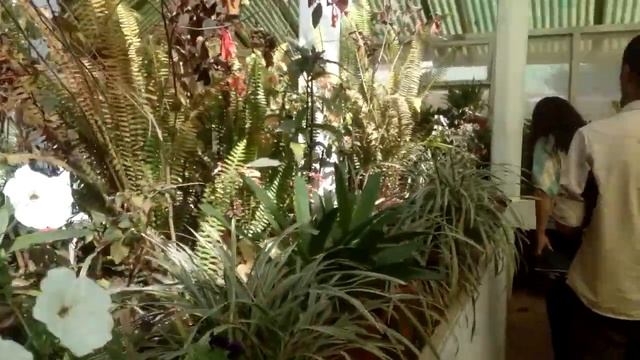 green house in godavari смотреть онлайн