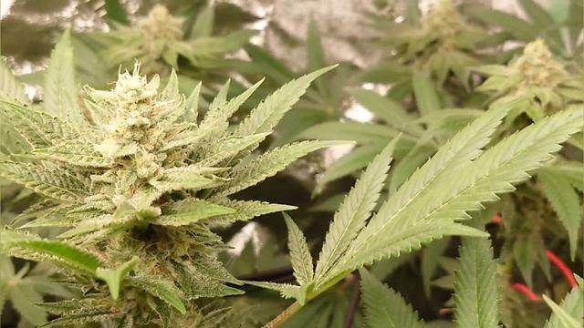Week 6 Flower Stage with Vivosun VS4000 LED and Canna Terra nutrients in 4K смотреть онлайн