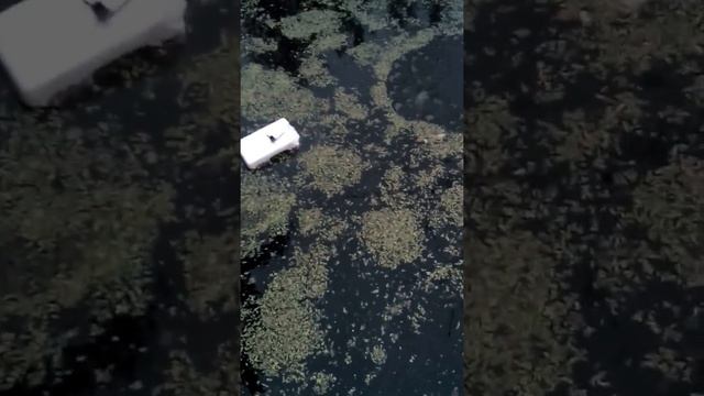 Підрощування личинки коропа/амура №4 в басейні. смотреть онлайн