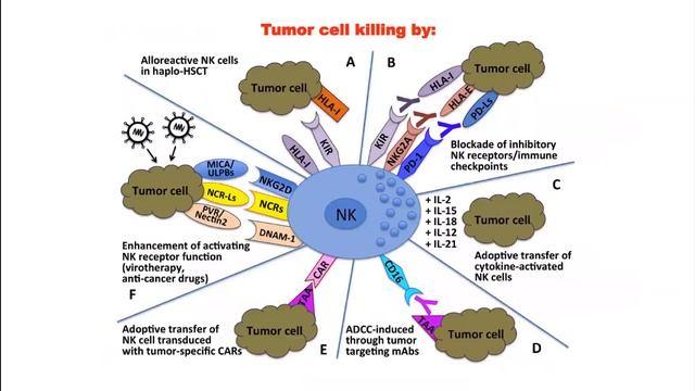 Seminario Académico 02-09-2020: Rol de Células Natural Killer en Inmunovigilancia del Cáncer. смотреть онлайн