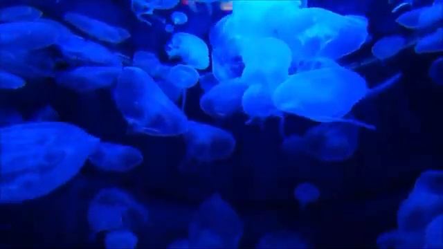 Dj Alex spb July смотреть онлайн