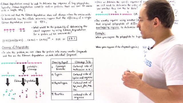 Sequencing Amino Acids by Proteolytic Cleavage смотреть онлайн