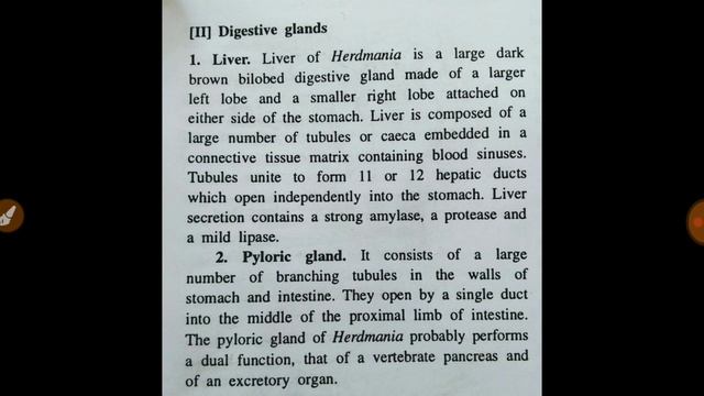 Digestive gland of herdmania ,BSc 2nd year смотреть онлайн
